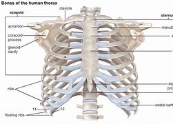 Image result for Male Rib Cage