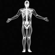 Image result for Human Skeleton From X-ray