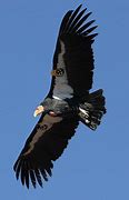 Image result for Gustave White Heads Condor