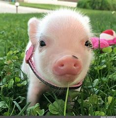 Create meme "piggy mini pig, piglets mini piggies, the minipig" - Pictures - Meme-arsenal.com