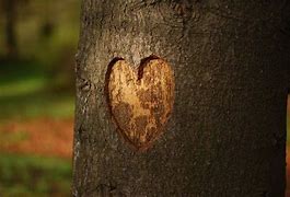 Image result for Tree Heart Carving