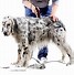 Image result for Dog Groomers Near Me