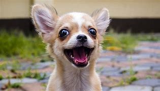 Image result for Funny Chiwawa