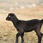 Image result for Goat Breeds