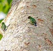 Image result for Pygmy Parrot