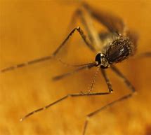 Image result for Mosquito Fire criminal probe