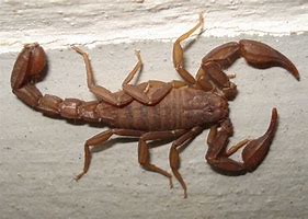 Image result for Tan Scorpion