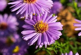 Image result for Asters Perennial