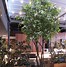 Image result for Fake Privacy Trees