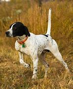 Image result for White English Pointer
