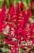 Image result for Shade Loving Perennial Flowers