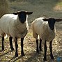 Image result for Sheep Front View