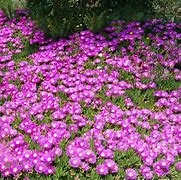 Image result for Ice Plant Ground Cover
