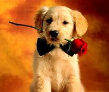 Image result for Happy Valentine's Day Puppy