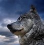 Image result for Wolf Wallpaper Profile