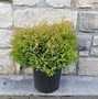 Image result for Fire Chief Arborvitae 3 Container