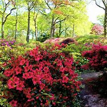 Image result for 4 Plants (Red Ruffles Azalea Shrub/Bush, 1 Gal- Big, Bright Red Color For Small Landscapes