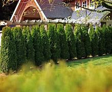 Image result for Privacy Cedar Trees