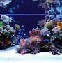 Image result for Colorful Fish Aquarium Wallpaper