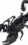 Image result for Scorpion No Background