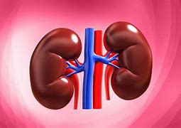 Image result for Healthy Kidney