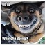 Image result for Funny Dog Pictuers