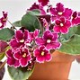 Image result for African Violet House Plant