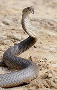 Image result for Baby Eastern Brown Snake