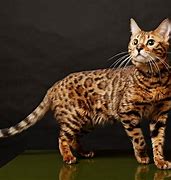 Image result for Chat De Bengal