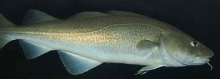 Image result for Gadus Morhua Atlantic Cod