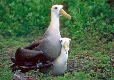 Résultat d’images pour albatros des galapagos