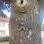 Image result for Face Tree Tree Stand