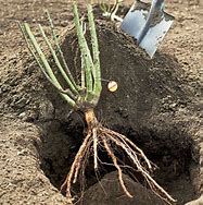 Image result for Bareroot Plant
