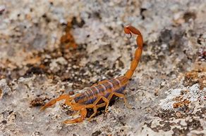 Image result for Scorpion Head