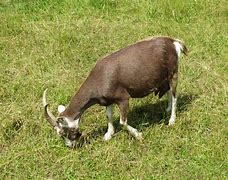 Image result for Goat Eating Grass