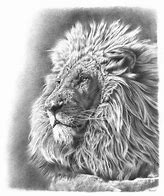 Image result for Lion Drawing