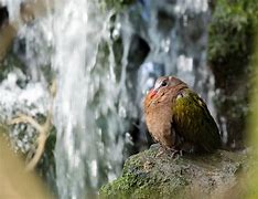 Image result for free picture of bird under waterfall