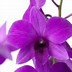 Image result for Une Orchidee