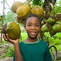 Image result for Jamaica Food