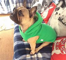Image result for French Bulldog Hoodie