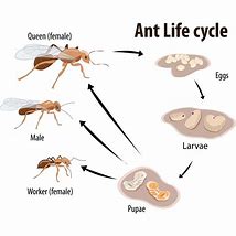 Image result for Ants make milk