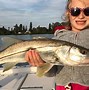 Image result for How to Catch Snook Merritt Island FL