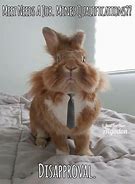 Image result for Funny Bunny Monday Meme