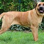 Image result for Deadliest Dog in the World