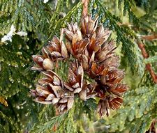 Image result for Types of Cedars Used in Landscaping