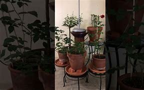 Image result for Indoor Rose Garden