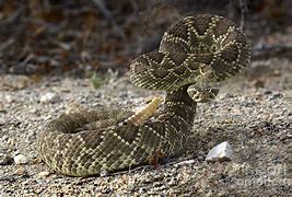 Image result for Snake Striking