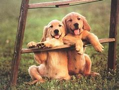 Image result for Funny Puppies