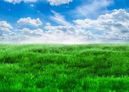 Image result for Blue Sky with Clouds and Grass Green