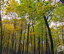 Image result for Canopies of Trees